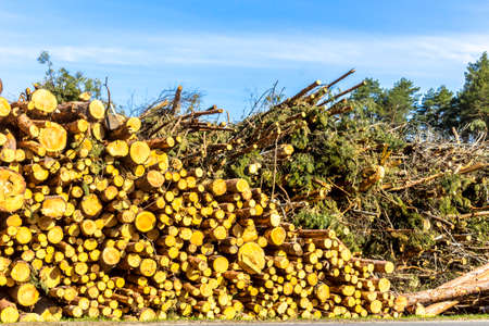 Round ends of sawn pines and cut branches on the background of the sky. Site about woodworking industry, lumberjack, felling, ecology, forest, tree.の写真素材