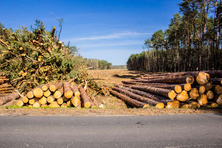 Heaps of pine logs and branches in a clearing near the asphalt road against the backdrop of the forest. Site about woodworking industry, lumberjack, felling, ecology, forest, tree.の写真素材
