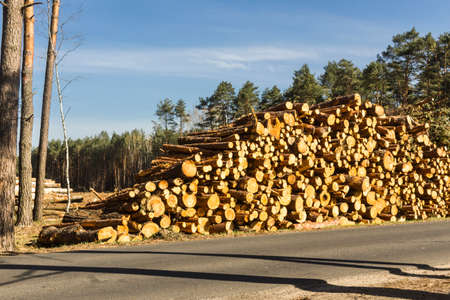 Sawn pine trees near the asphalt road against the backdrop of the forest. Site about woodworking industry, lumberjack, felling, ecology, forest, tree.の写真素材