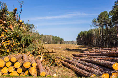 Heaps of pine logs and branches in a clearing against the background of the forest and the sky. Site about woodworking industry, lumberjack, felling, ecology, forest, tree.の写真素材