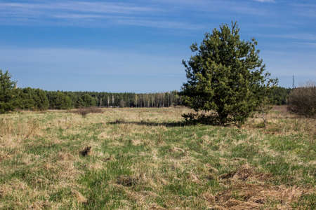 Pine trees are growing again in the old clearing. Site about woodworking industry, lumberjack, felling, ecology, forest, tree.の写真素材