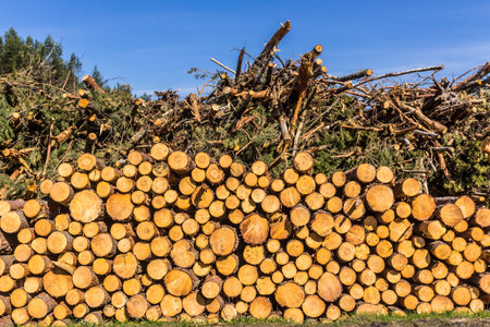 Yellow round ends of logs stacked against the sky. Site about woodworking industry, lumberjack, felling, ecology, forest, tree.の写真素材