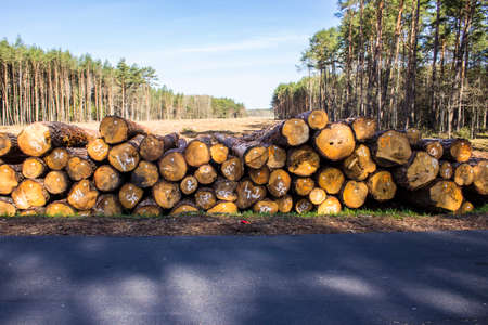 Heap of pine logs near the asphalt road against the backdrop of the forest. Site about woodworking industry, lumberjack, felling, ecology, forest, tree.の素材 [FY310188969207]