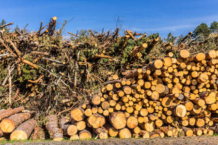 Yellow round ends of logs stacked against the blue sky. Site about woodworking industry, lumberjack, felling, ecology, forest, tree.の写真素材