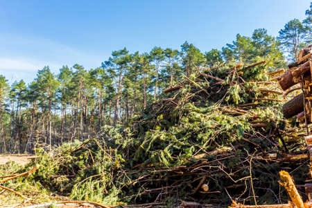 A bunch of green pine branches against the backdrop of a forest and blue sky. Site about woodworking...