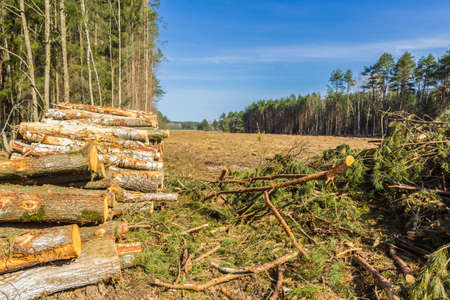 A pile of pine logs and branches on a clearing. Site about woodworking industry, lumberjack, felling, ecology, forest, tree.の写真素材