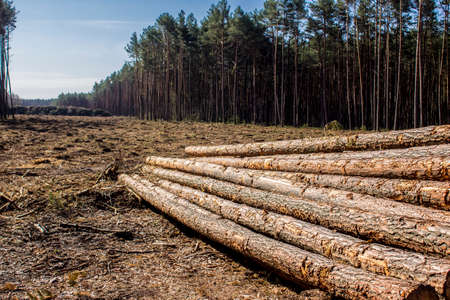A stack of long pine logs on a clearing against the backdrop of a forest and sky. Site about woodworking industry, lumberjack, felling, ecology, forest, tree.の写真素材