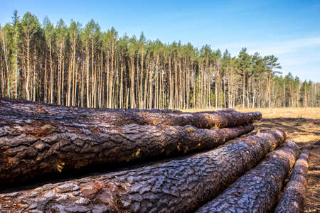 Several pine logs in a clearing against the background of the forest. Close up. Site about woodworking industry, lumberjack, felling, ecology, forest, tree.の写真素材