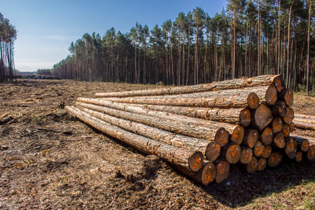 Stack of long pine logs on clearing. Site about woodworking industry, lumberjack, felling, ecology, forest, tree.の写真素材
