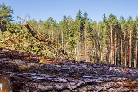 Several logs in a clearing against the background of the forest. Pine bark close-up .. Site about woodworking industry, lumberjack, felling, ecology, forest, tree.の写真素材