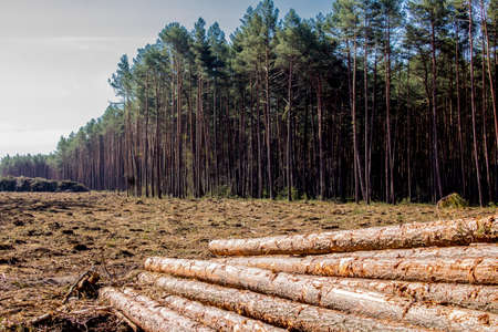 A stack of long pine logs on a clearing against the backdrop of a forest. Site about woodworking industry, lumberjack, felling, ecology, forest, tree.の写真素材