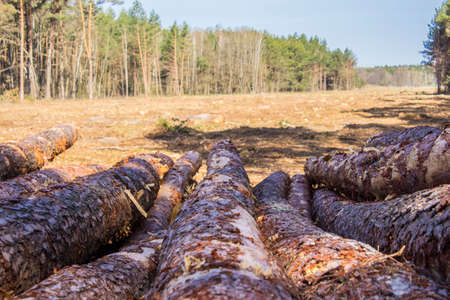Heap of pine logs in a clearing against the backdrop of the forest and sky. Site about woodworking industry, lumberjack, felling, ecology, forest, tree.の写真素材