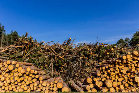 Two heaps of pine logs and branches on a clearing. Site about woodworking industry, lumberjack, felling, ecology, forest, tree.の写真素材