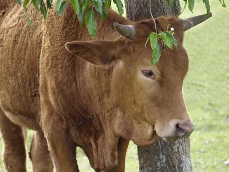 a brown cow seeks shade under a treeの写真素材