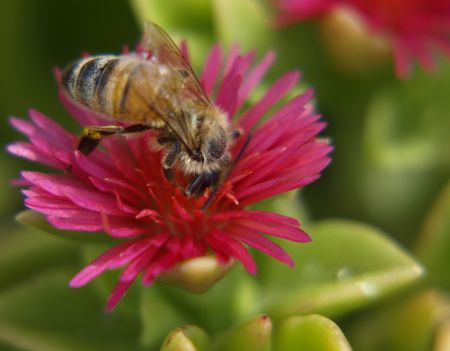 worker honey bee collecting pollen from pink flowers
