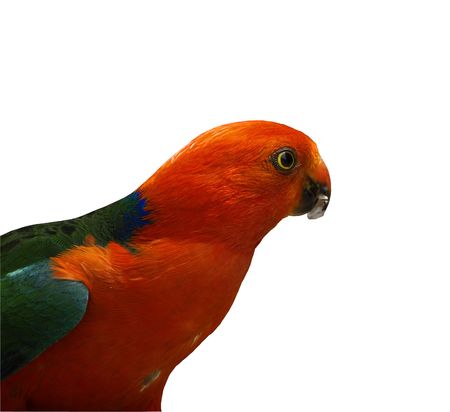 australian  male king parrot close up potrait isolated on a white backgroundの写真素材