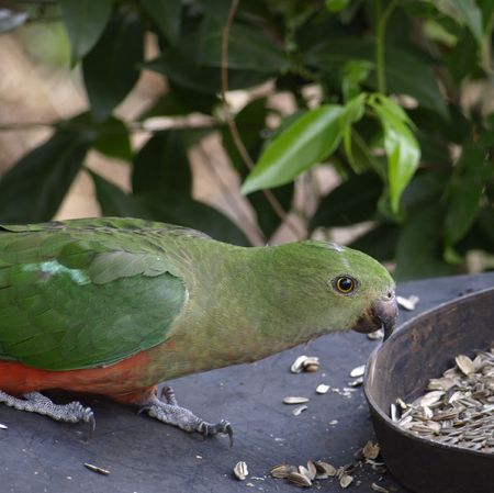  female king parrot with its green head, grey beak and red underbellyの写真素材