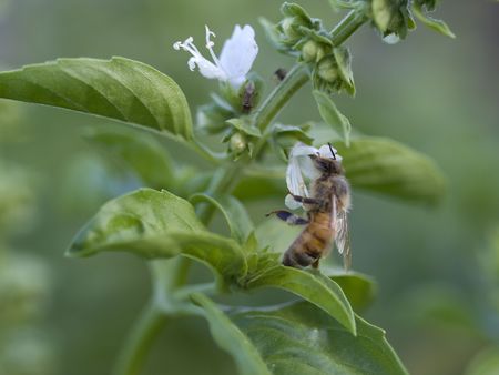 busy honey bee deep inside basil bloom collecting pollenの写真素材