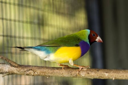 sideview of male red headed Gouldian finch の写真素材