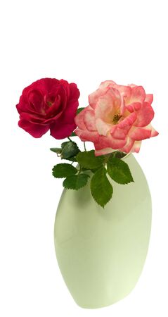 spring rose flowers pink and red with foliage in vase isolatedの写真素材
