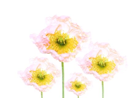 poppy flowers isolated on white symbol of remembranceの写真素材
