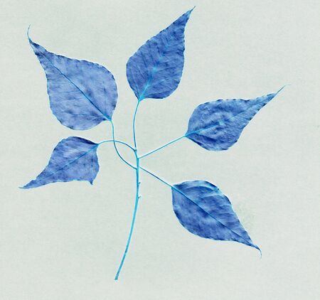 dark blue leafy leaves pattern on  texture background 