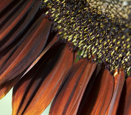 giant sunflower backdrop wallpaper bronze petalsの写真素材