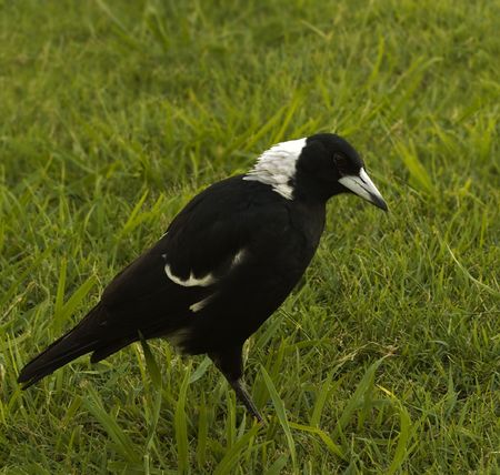 Magpie Gymnorhina tibicen agressive Australian native bird black and whiteの写真素材