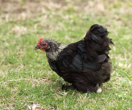 black and white Birchen Cochin Bantam Hen - backyard poultry - pekin chickenの写真素材