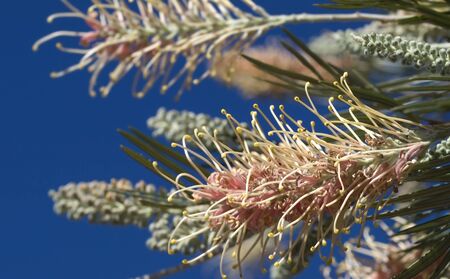 pink flower australian grevillea australia native plantの写真素材