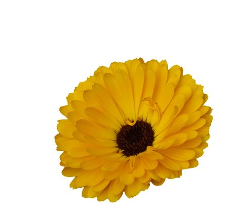 yellow flower calendula medicinal herb isolated on whiteの写真素材
