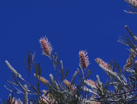native australian grevillea background against blue skyの写真素材