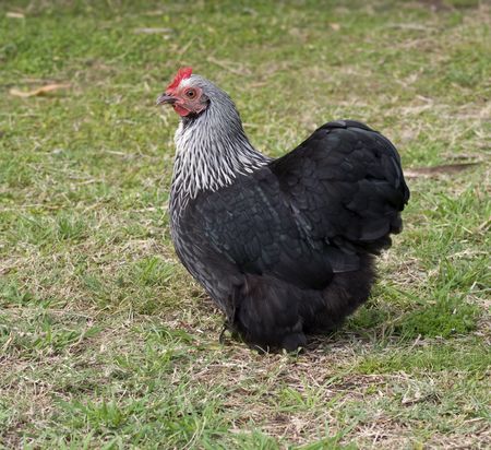 Spring time pekin black Bantam Hen free range on green grassの写真素材