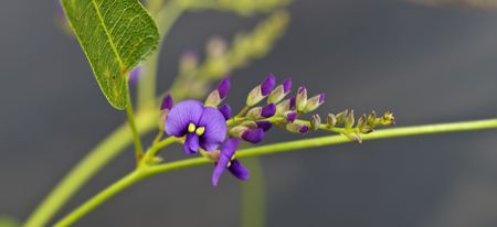 close up of purple flower australian  Hardenbergia violacea sarsaparilla vineの写真素材