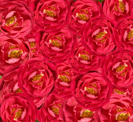beautiful floral red rose flower background , red roses with yellow stamens wallpaperの写真素材