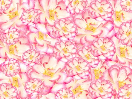 floral textured background, pink white and yellow flowers in arrayの写真素材
