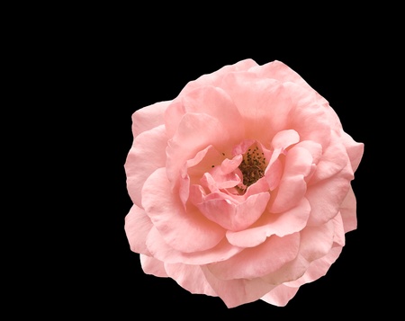isolated pale pink rose symbol of love  affection and romance over black copy spaceの写真素材