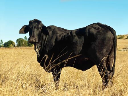 old black cow in dry australian winter pastureの写真素材