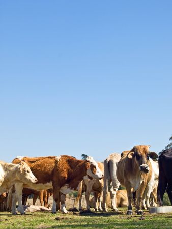 australian herd of beef cattle - black white and brown cows with blue sky copyspaceの写真素材