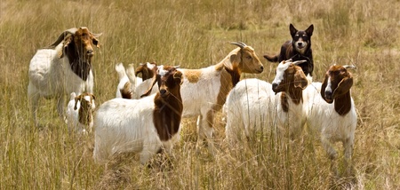 working dog australian kelpie herding goat herdの写真素材