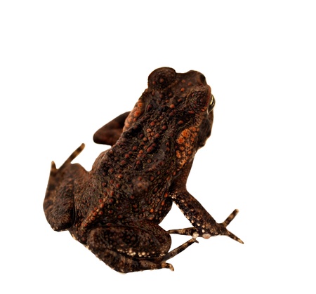 Juvenile Australian Cane Toad Declared Pest isolated on whiteの写真素材