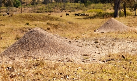 Australian Bull Ants Nest Granite Mound Rural Queensland cattle countryの写真素材