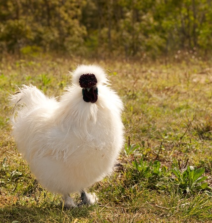 White live single young chicken, male silkie bantam rooster, organic lifestyleの写真素材