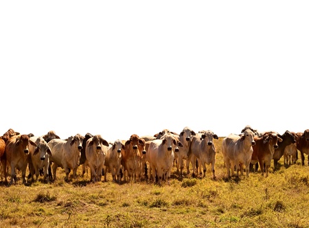 Australian Beef Cattle Herd of brown and grey brahman cows isolated against white backgroundの写真素材