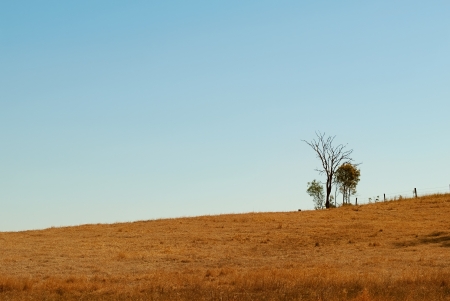 Australian undulating outback winter horizon with clear blue sky dead tree fence posts and dry grassの写真素材