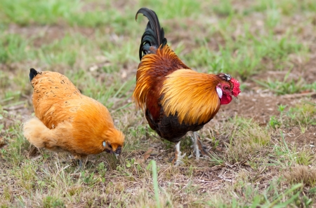 Pair of two free range Bantam chickens live animals cock and hen forage for foodの写真素材