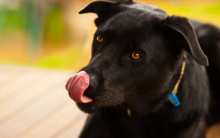 Cheeky black australian kelpie dog poking tongue の写真素材