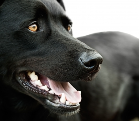 Healthy Black Australian Kelpie close upの写真素材
