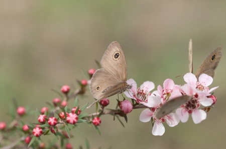 Springtime Australian Dingy Ring or Dusky Knight Ypthima arctous butterfly on native wildflower leptospernum pink cascade flowers in springの写真素材