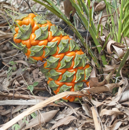 Female fruit cone of protected species Australian cycad Macrozamia miquelii  in its natural eucalypt bush environmentの写真素材